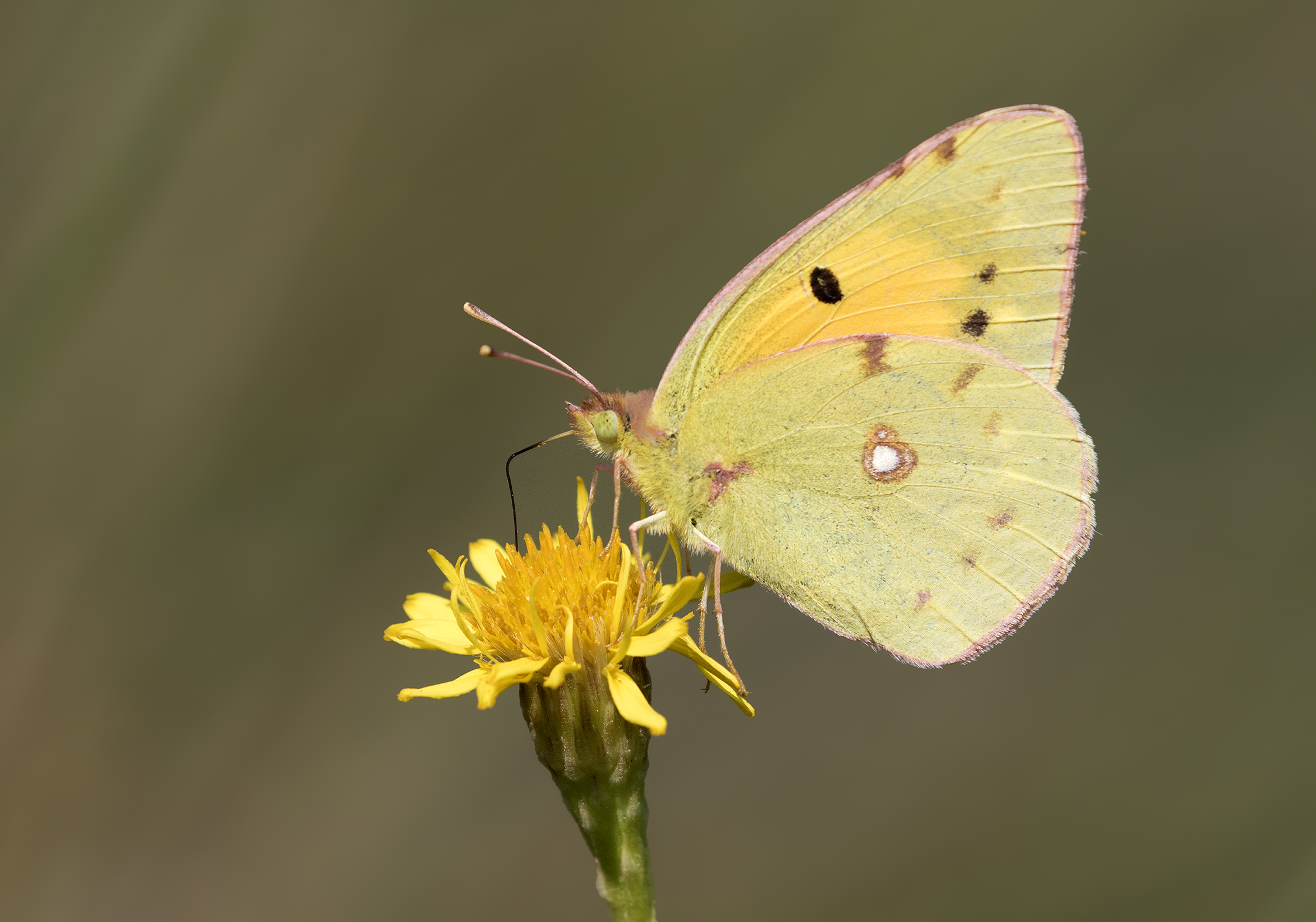 Yellow 1. COLIAS croceus. COLIAS croceus Larva. COLIAS croceus Pupa.