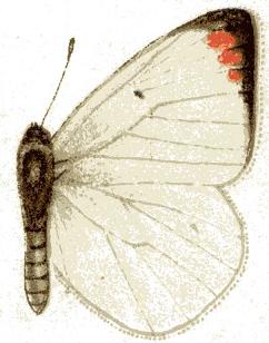 <i>Colotis elgonensis</i> Species of butterfly