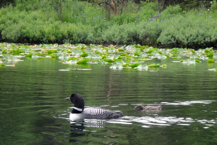 File:Common loon and chick, Kenai National Wildlife Refuge, AK (6449997887).jpg