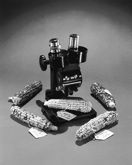 File:Corn and microscope.jpg