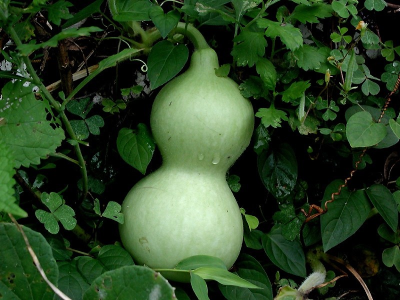 bottle gourd plant