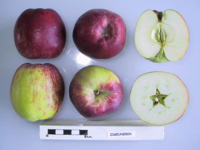 File:Cross section of Zigeunerin, National Fruit Collection (acc. 1957-253).jpg