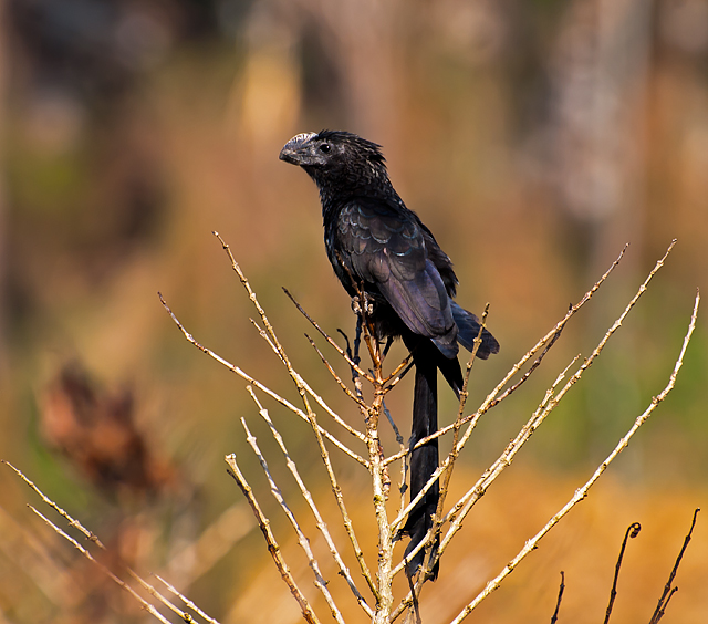 File:Crotophaga ani -Piraju, Sao Paulo, Brazil-8.jpg