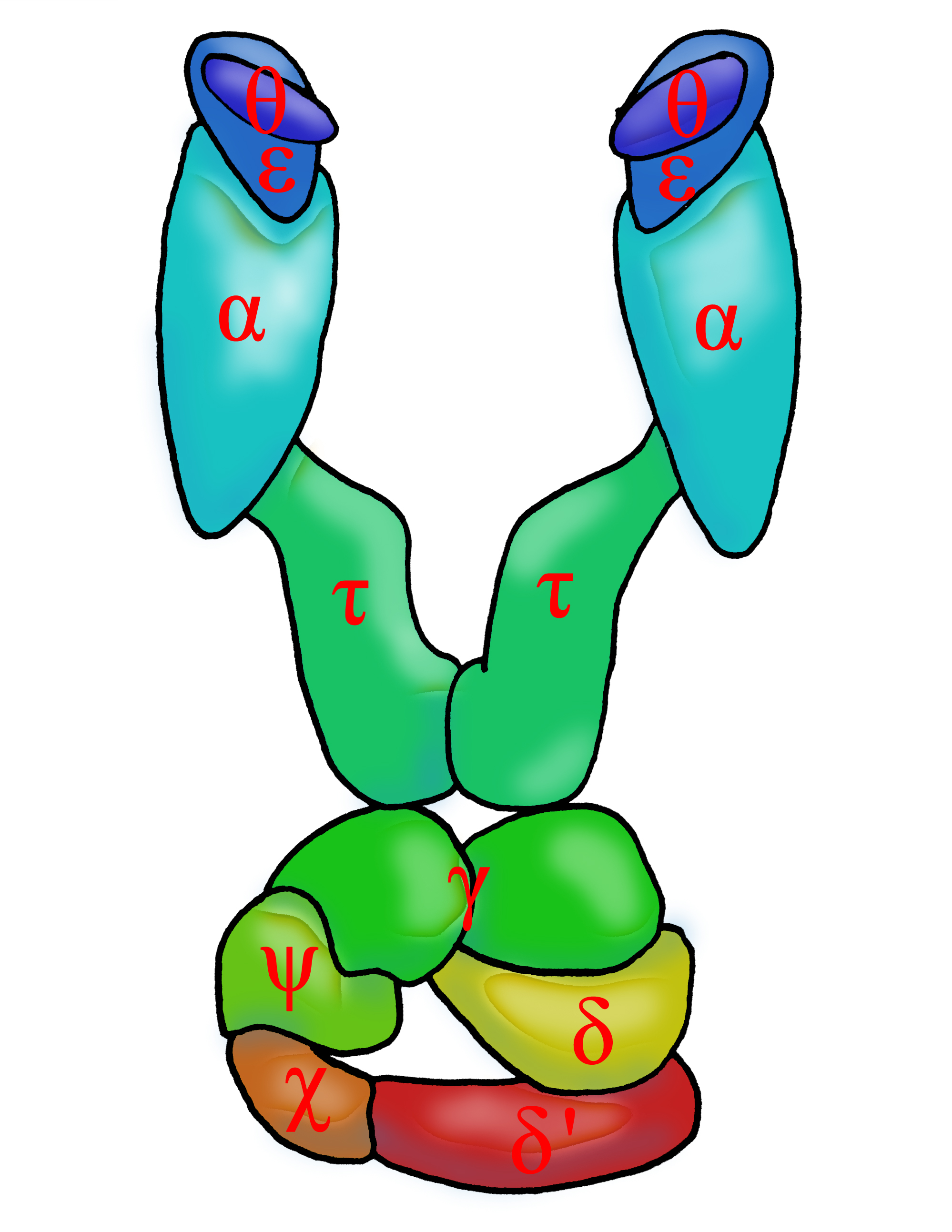 DNA polymerase III holoenzyme - Wikipedia