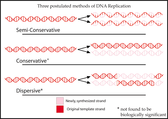 DNAreplicationModes