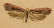 <i>Depressaria depressana</i> Species of moth