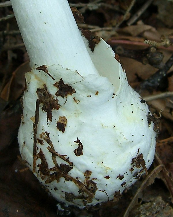 Destroying Angel stem base.jpg