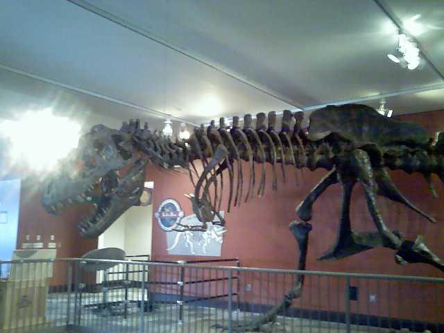 File:Dinosaur Skeleton.jpg