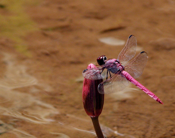 File:Dragonfly on a lilly.jpg