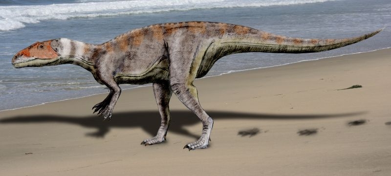 Archivo:Dubreuillosaurus NT.jpg