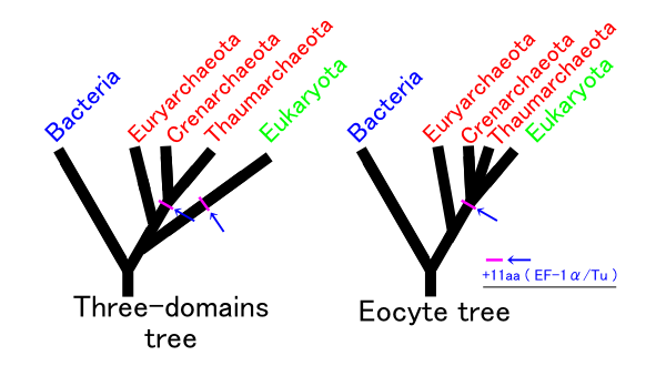 Eocyte hypothesis Eocyte hypothesis.png