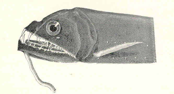 File:FMIB 45460 Head of an Astronesthes, from off the Travancore coast, 224-284 fathoms; showing raptorial dentition, and the barbel that serves.jpeg