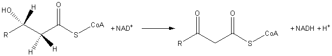 File:FattyAcid-MB-OxidationByNAD.png