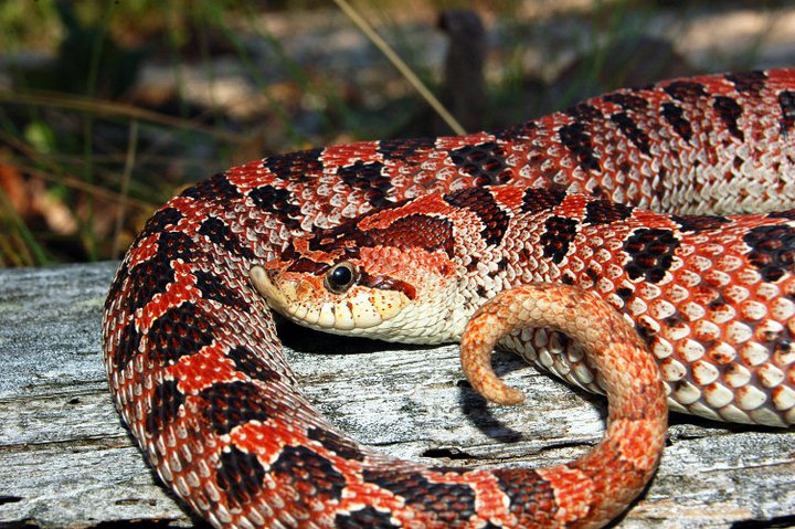 Hognose - Wikipedia