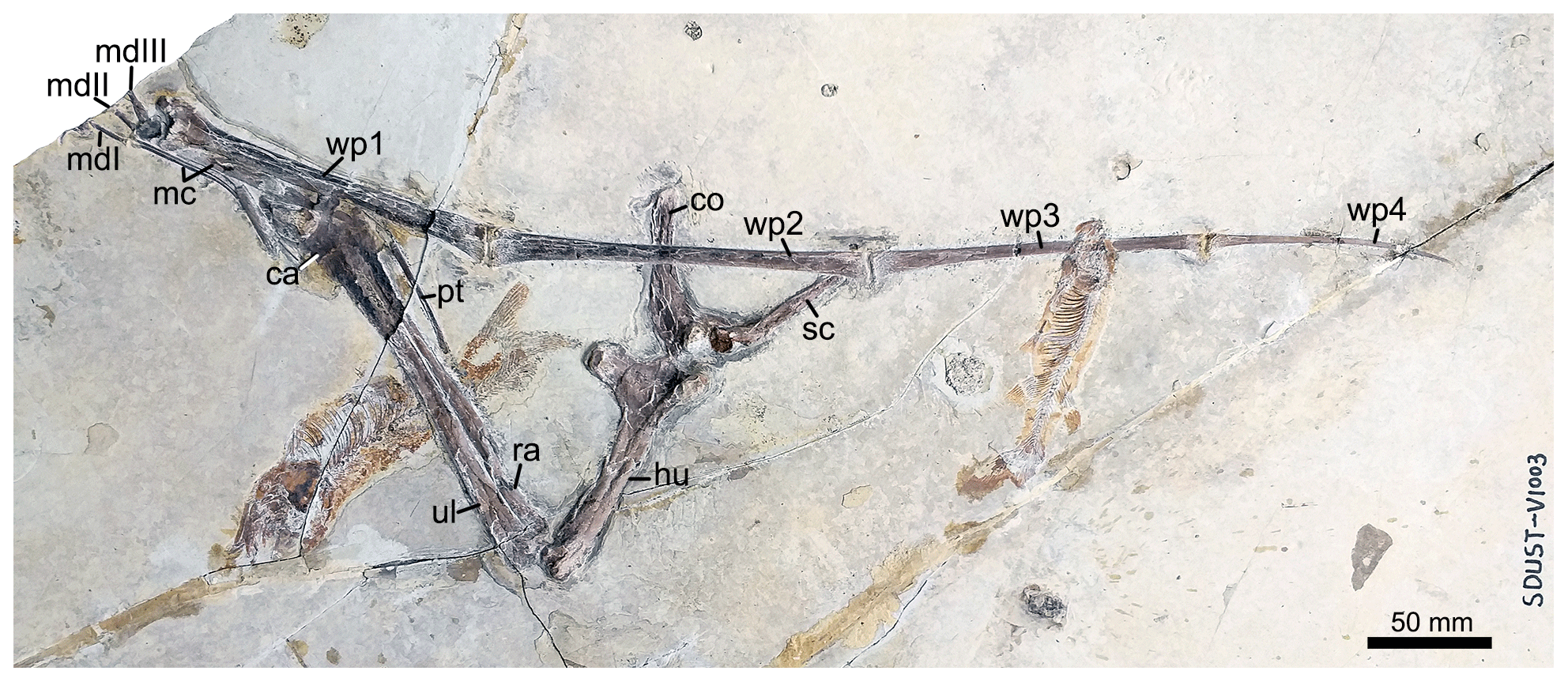 Nurhachius luei, a new istiodactylid pterosaur (Pterosauria,  Pterodactyloidea) from the Early Cretaceous Jiufotang Formation of Chaoyang  City, Liaoning Province (China) and comments on the Istiodactylidae [PeerJ]