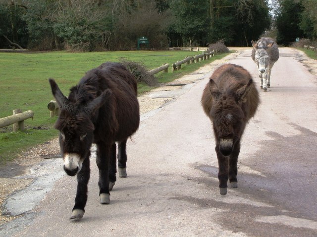 File:Fritham Common. - geograph.org.uk - 339064.jpg