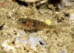 Gammogobius steinitzi