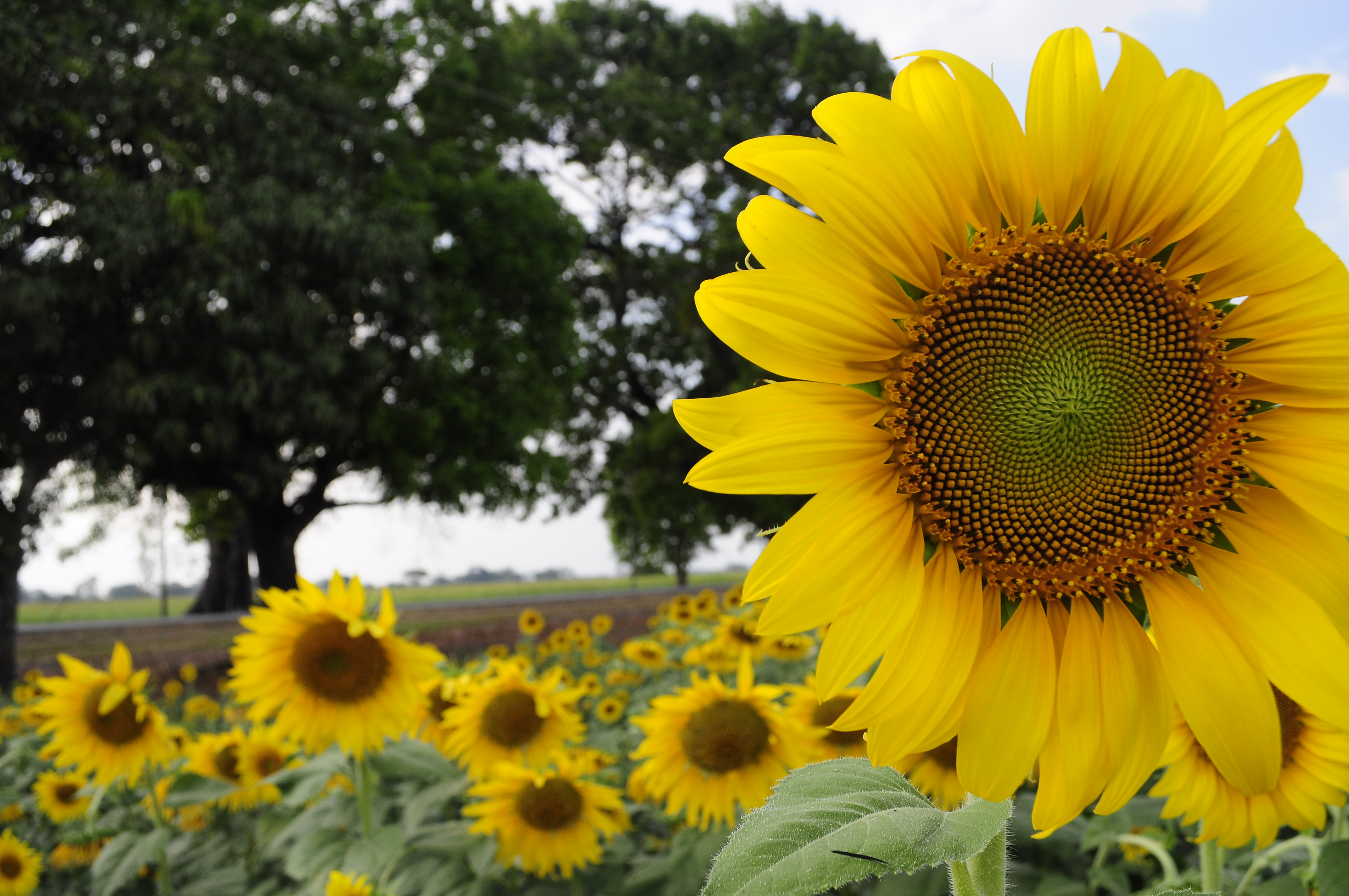 File:Girasol  - Wikimedia Commons