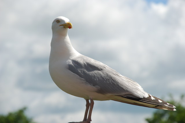 File:Gwylan lwyd - Herring gull - geograph.org.uk - 488686.jpg