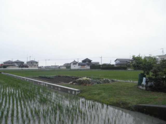 File:Hanouratown Nakasho 黒松 Anancity Tokushimapref Tokushimaprefectural road Anan Hanoura line.JPG