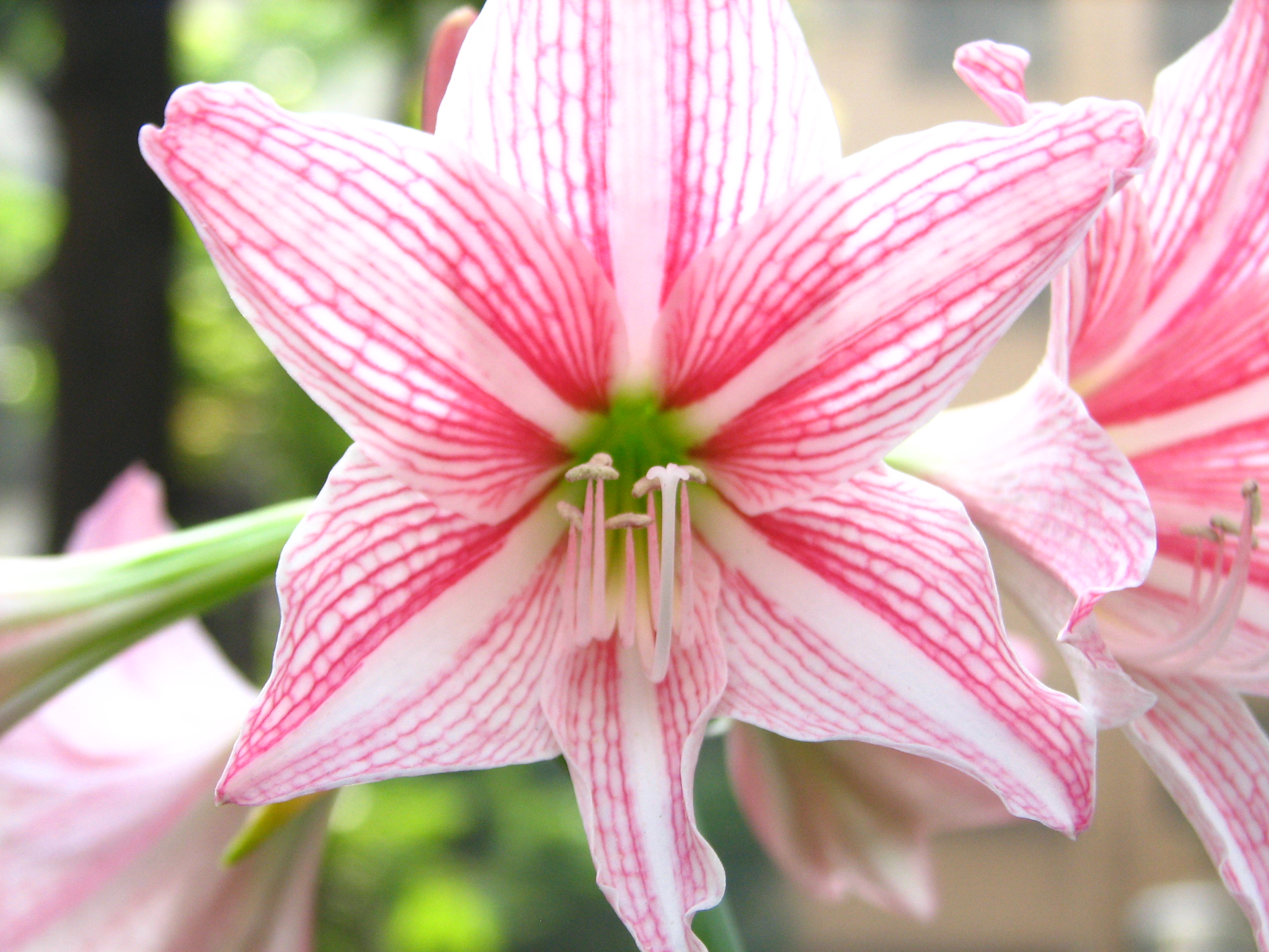 Hippeastrum reticulatum - Wikipedia, la enciclopedia libre