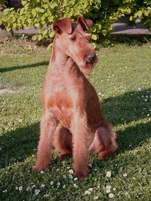 File:IrishTerrier-Amelie2.jpg