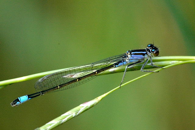 File:Ischnura.elegans.jpg