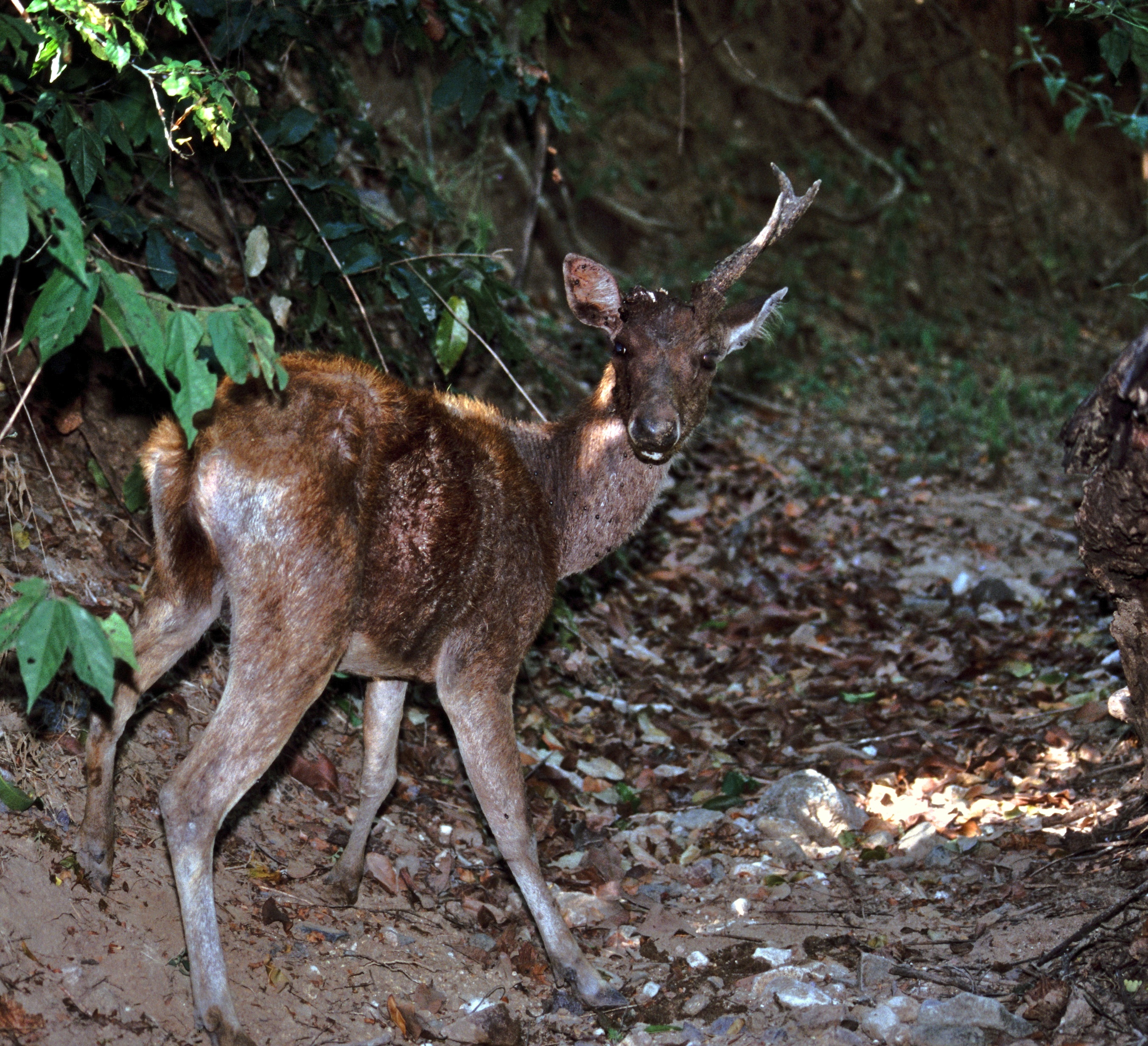 Javan Deer Rusa timorensis wounded (7880449230).jpg