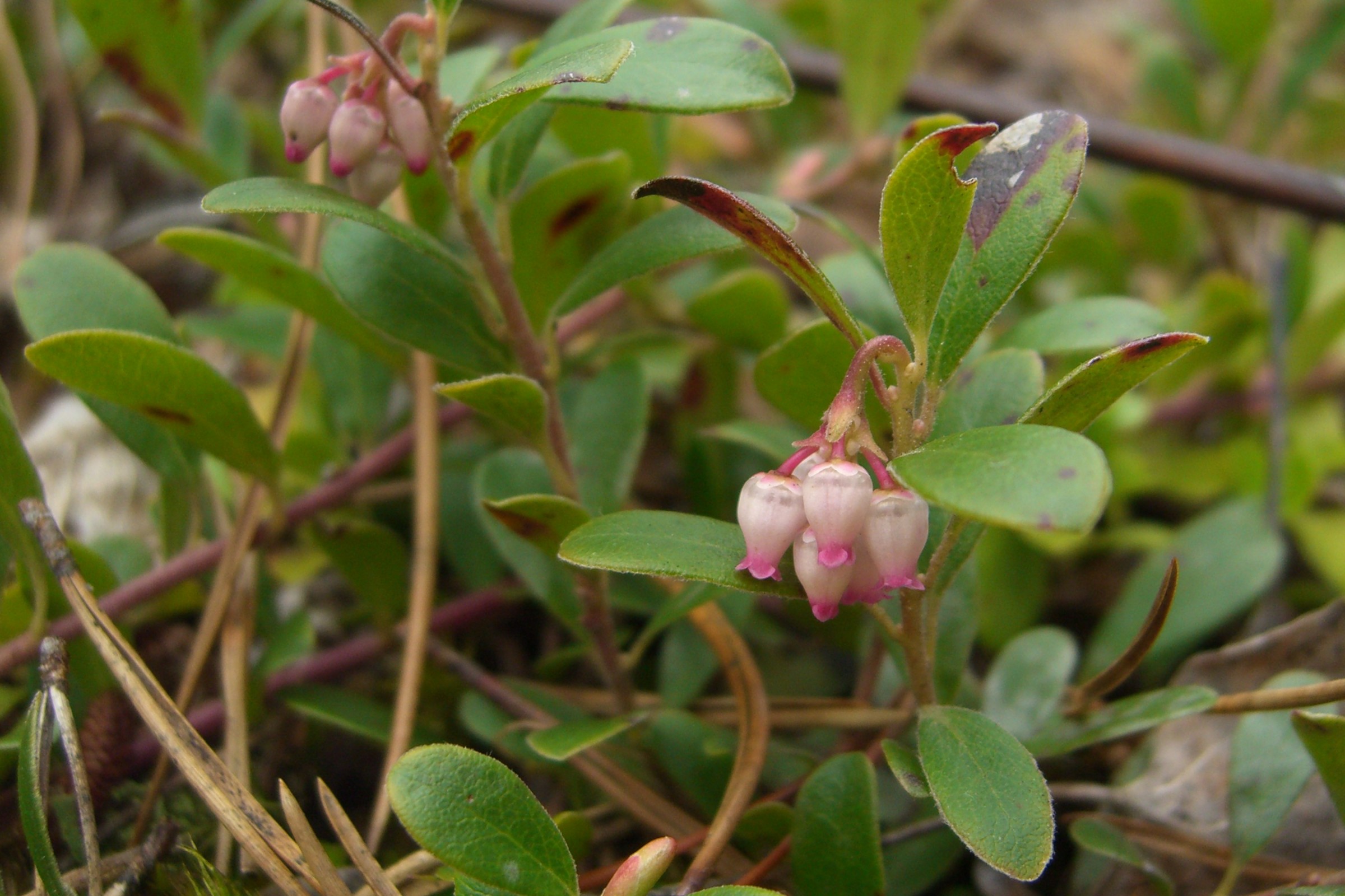 Arctostaphylos UVA-ursi соцветие