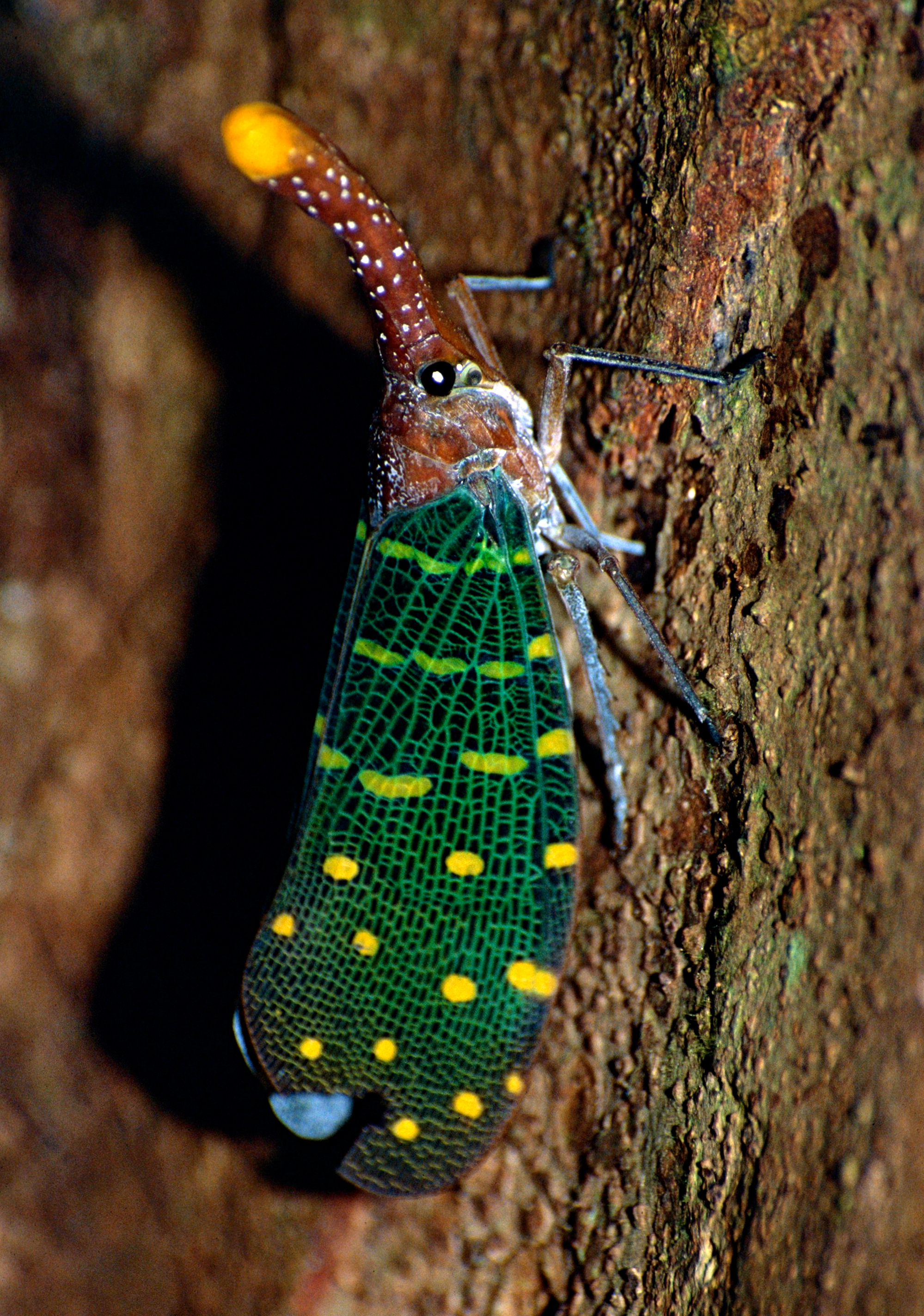 Lantern Bug (Laternaria intricata) (14069975158).jpg