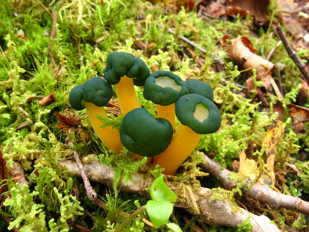 Leotia viscosa (Jelly Babies) (8007309063).jpg