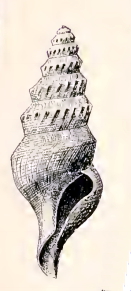 <i>Leucosyrinx exulans</i> Species of gastropod