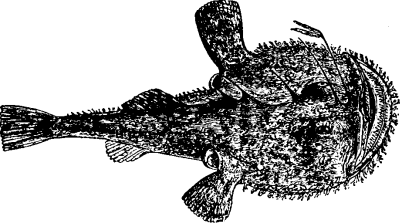 File:Lophius piscatorius.png