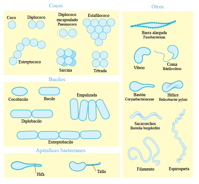 File:Morfología bacteriana.jpg