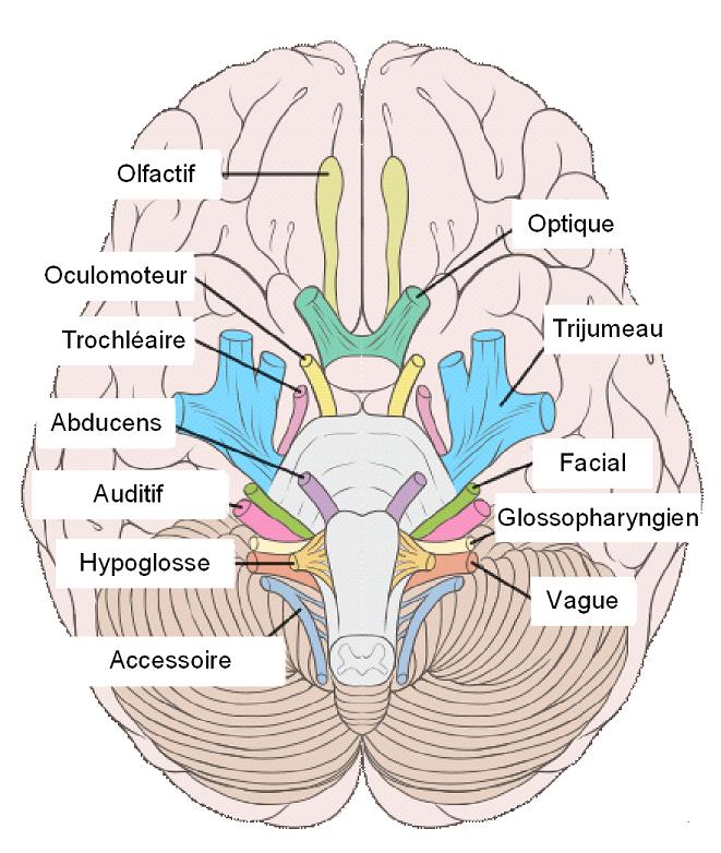 File Nerfs Craniens Jpg Wikimedia Commons