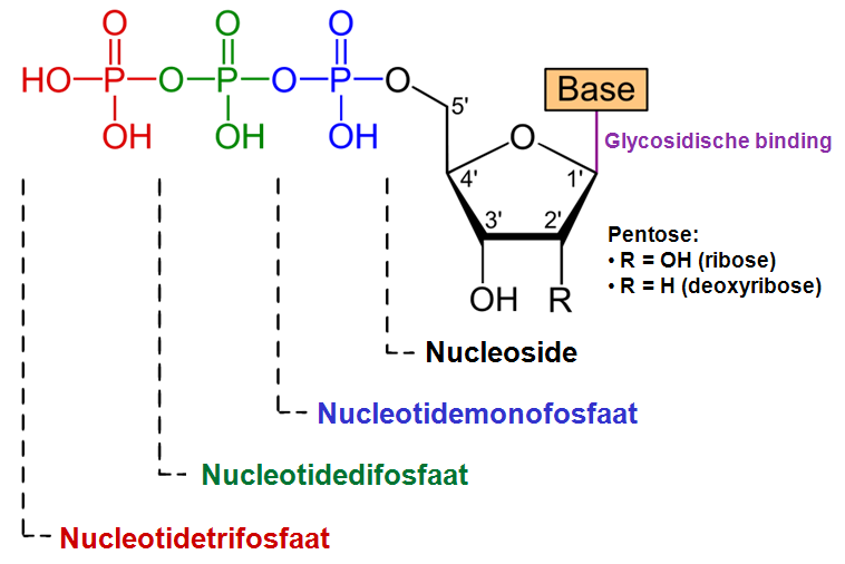 File:Nucleotide voorstelling NL.png