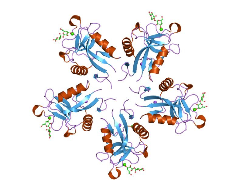 File:PDB 1jzn EBI.jpg