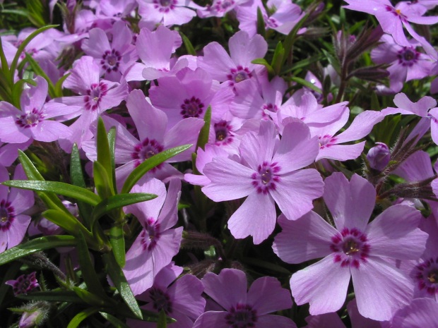 File:Phlox pilosa jdp.jpg