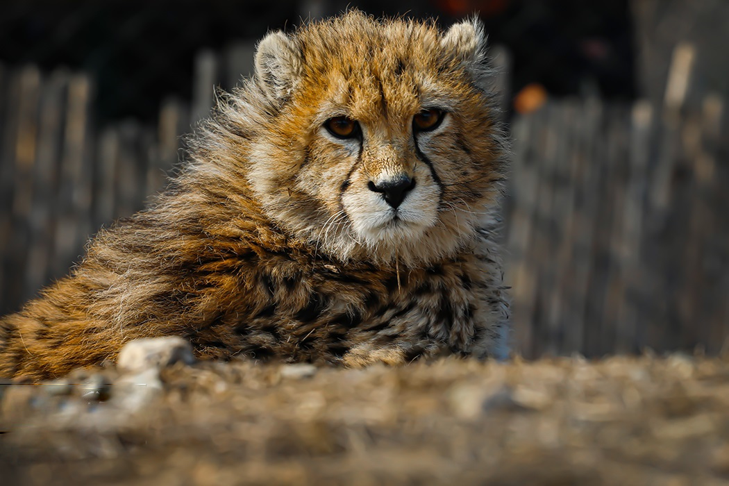 Pirouz (cheetah) - Wikipedia