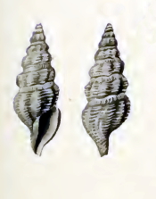 <i>Pleurotomella clathurellaeformis</i> Species of gastropod