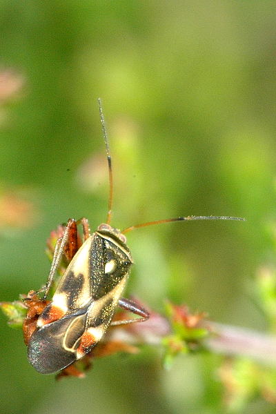 File:Polymerus.unifasciatus.jpg