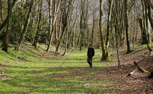 Prim's Wood - geograph.org.uk - 514223