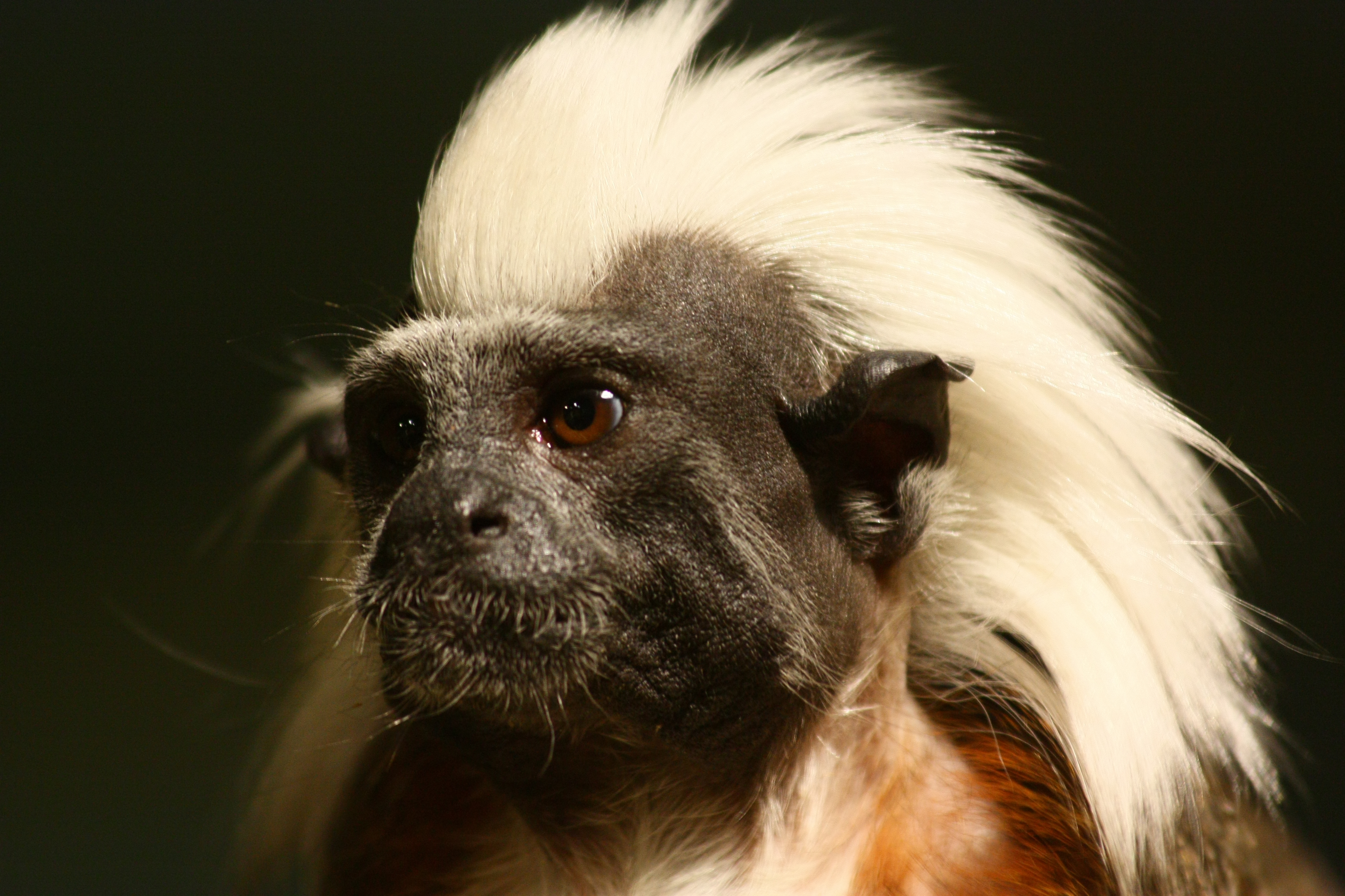 Geoffroy's tamarin - Wikipedia