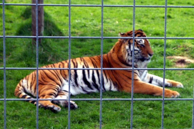 Bengal tiger - Wikipedia