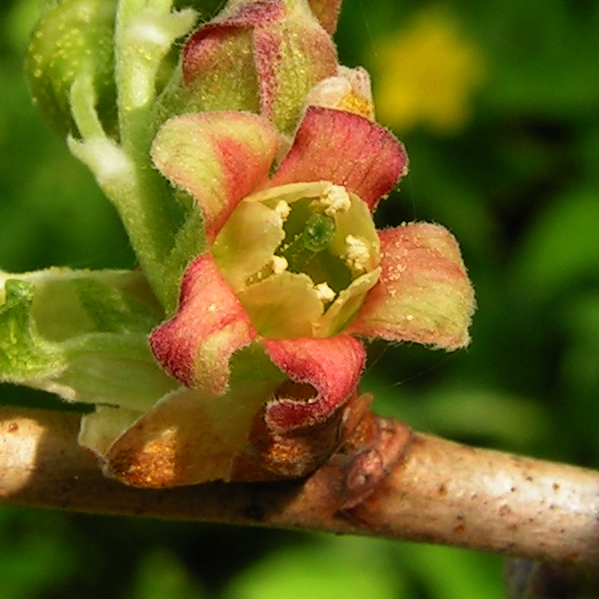 File:Ribes uva-crispa20090511 041.jpg