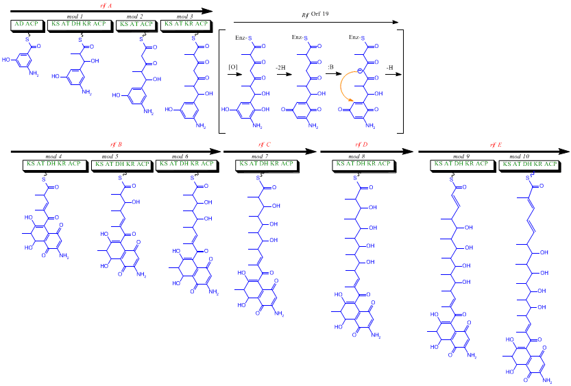 Rifamycin biosynthesis.gif