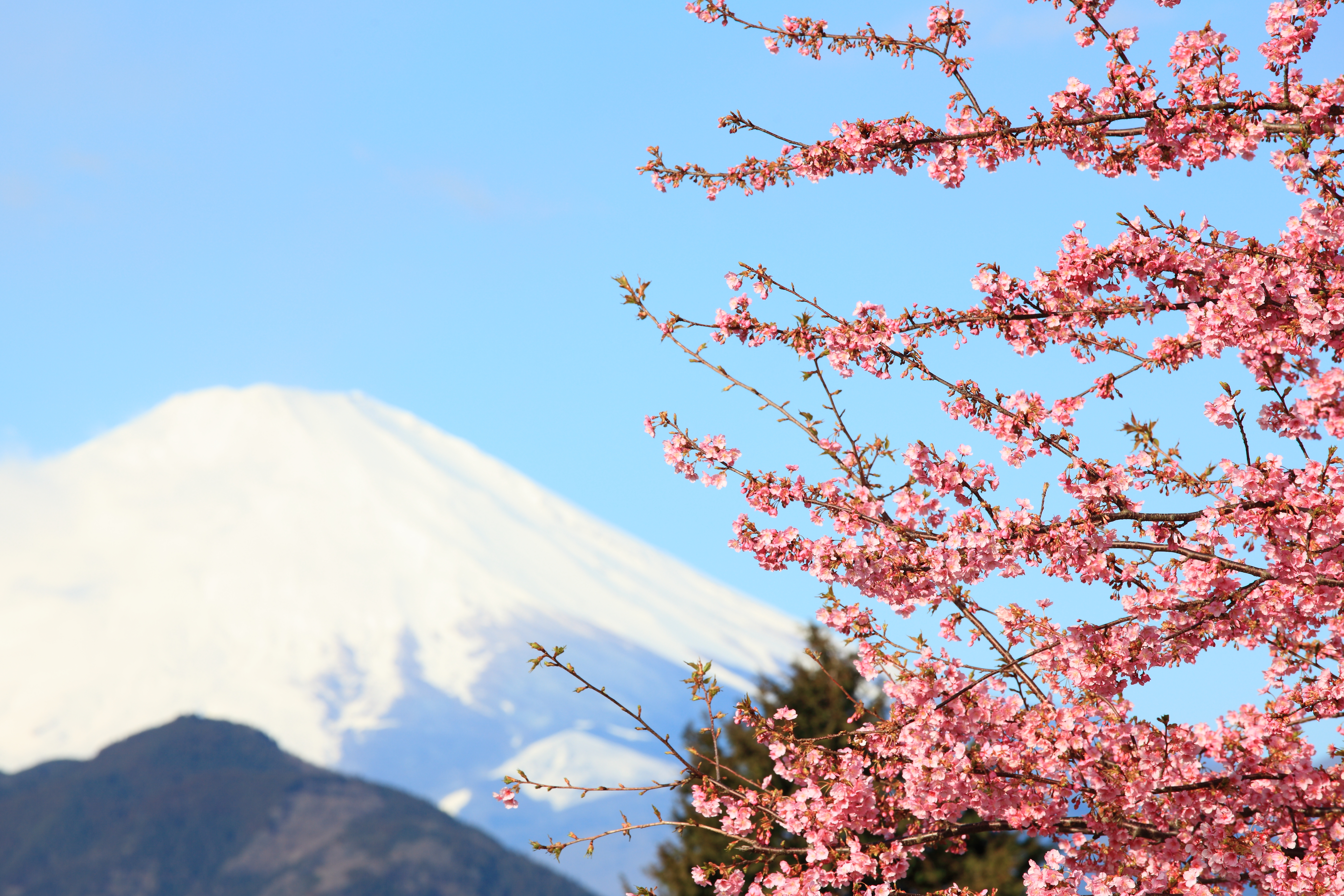 File:Sakura and Mt. Fuji 桜(さくら)と富士山(ふじさん).jpg - Wikipedia