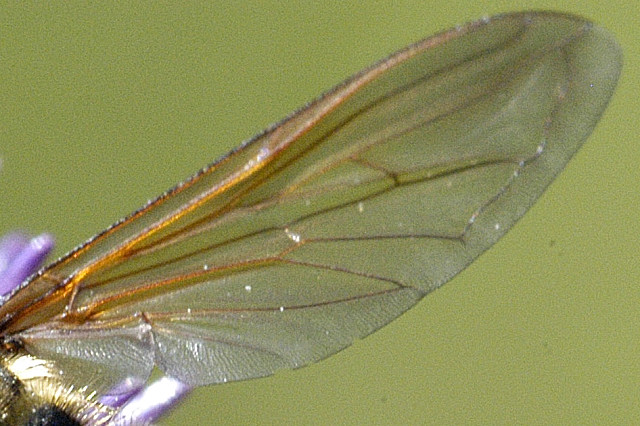 File:Sericomyia.silentis.wing.detail.jpg