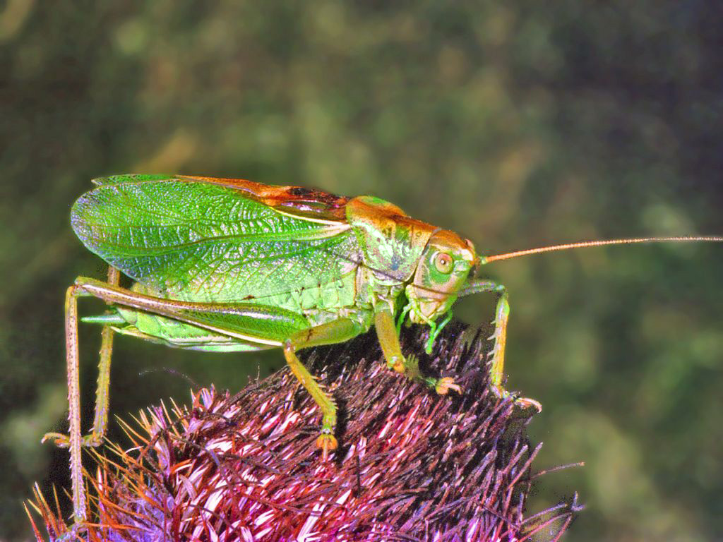 Tettigoniidae - Tettigonia cantans-3.jpg