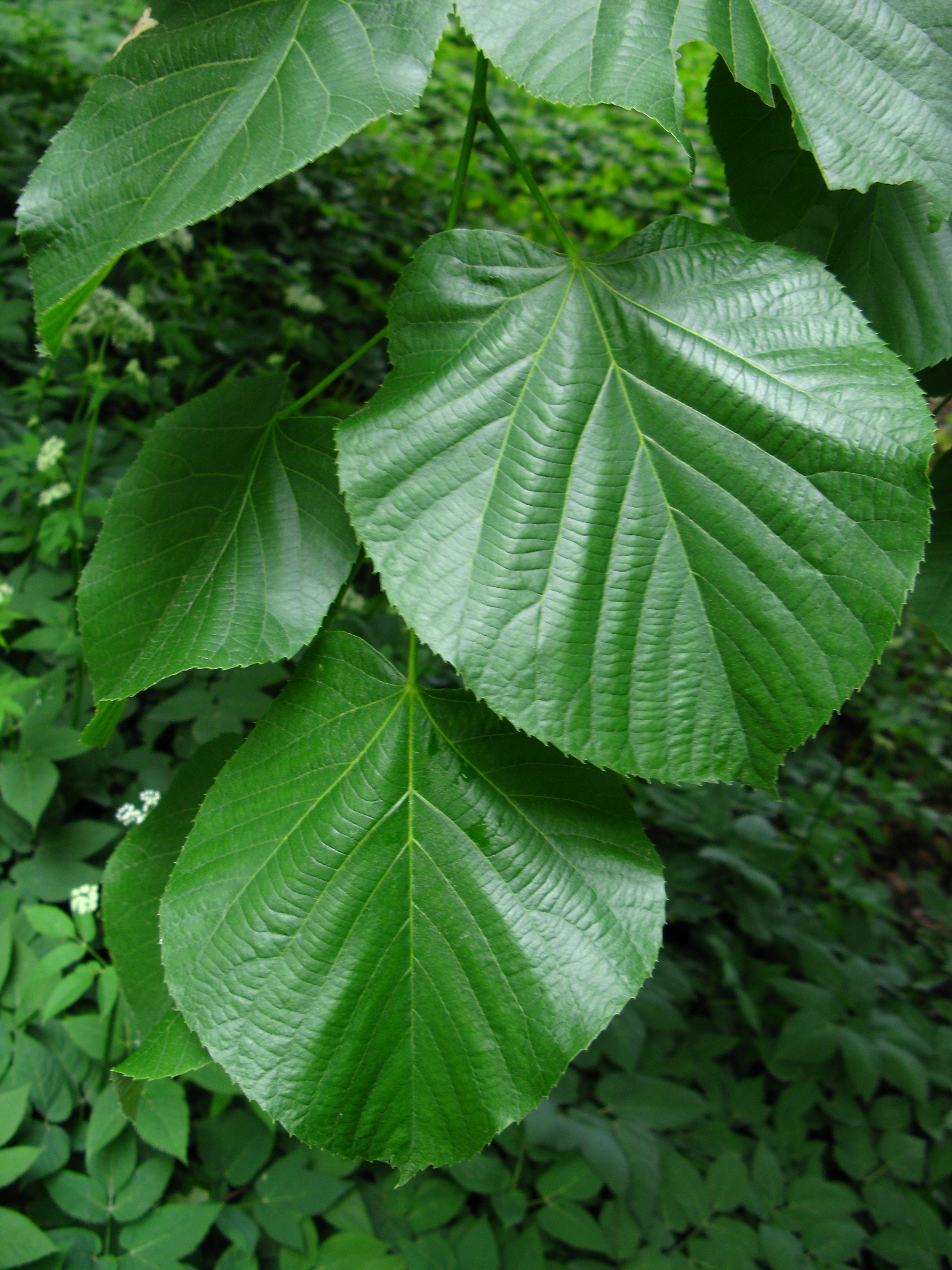 Tilia — Wikipédia